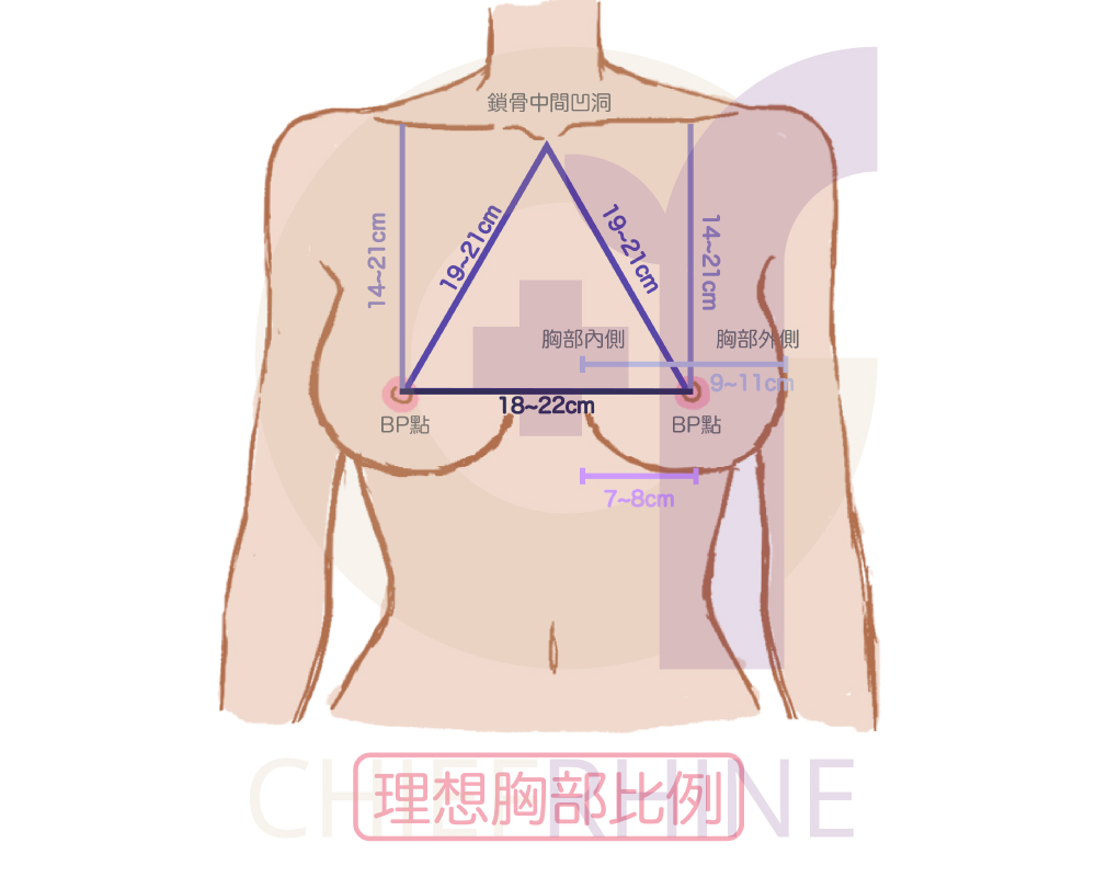 胸部理想比例